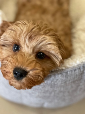 Extensively Health tested Cavapoo puppy 