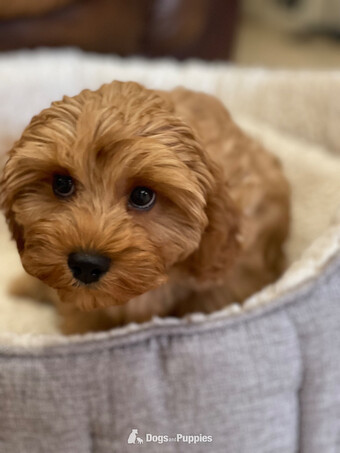 Extensively Health tested Cavapoo puppy 