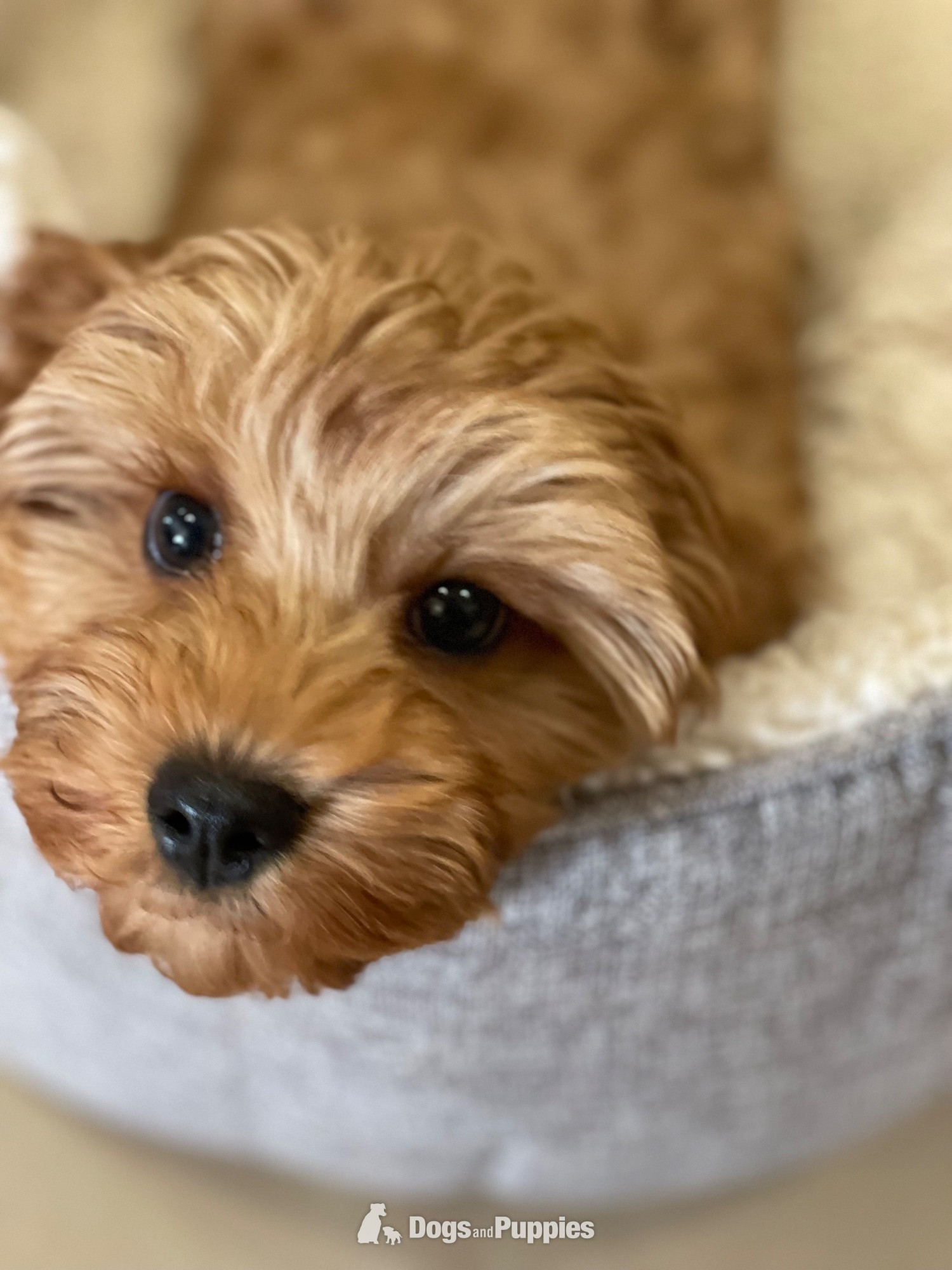 Extensively Health tested Cavapoo puppy  in {LOCATION}
