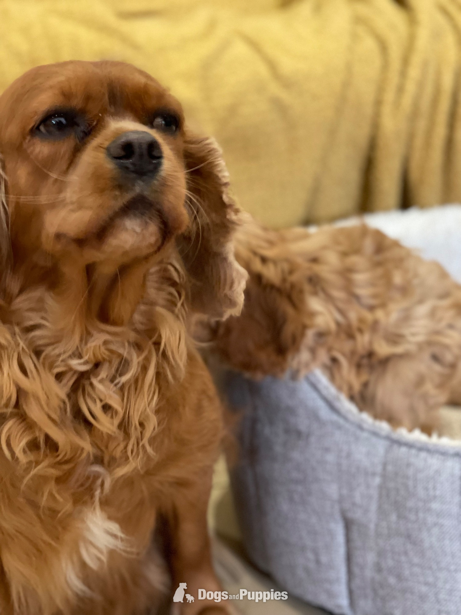 Cavapoo