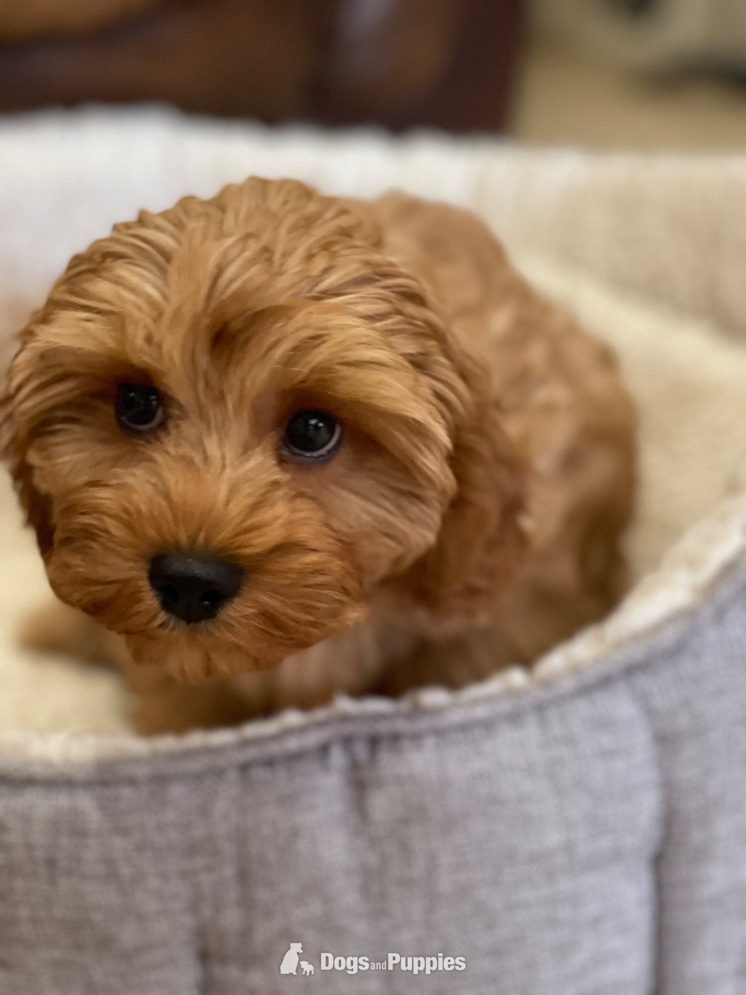 Cavapoo Puppies