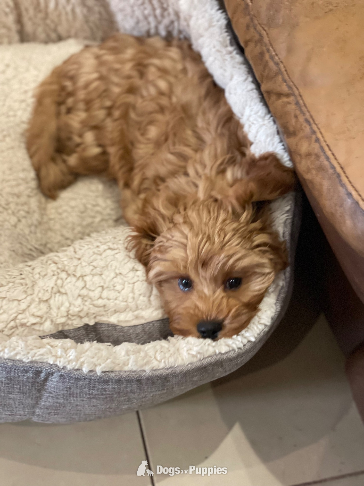 Cavapoo - Extensively Health tested Cavapoo puppy 
