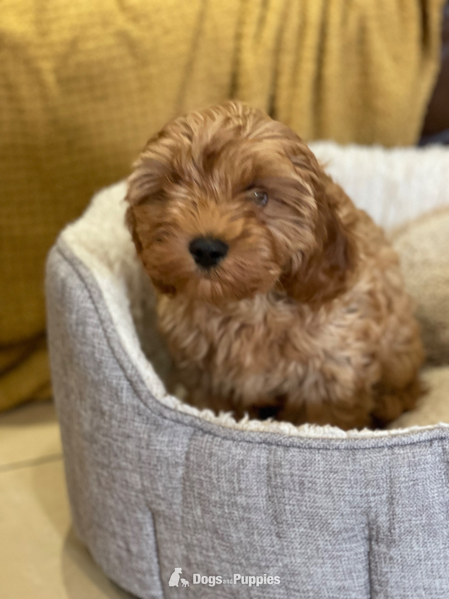 Extensively Health tested Cavapoo puppy  - Cavapoo