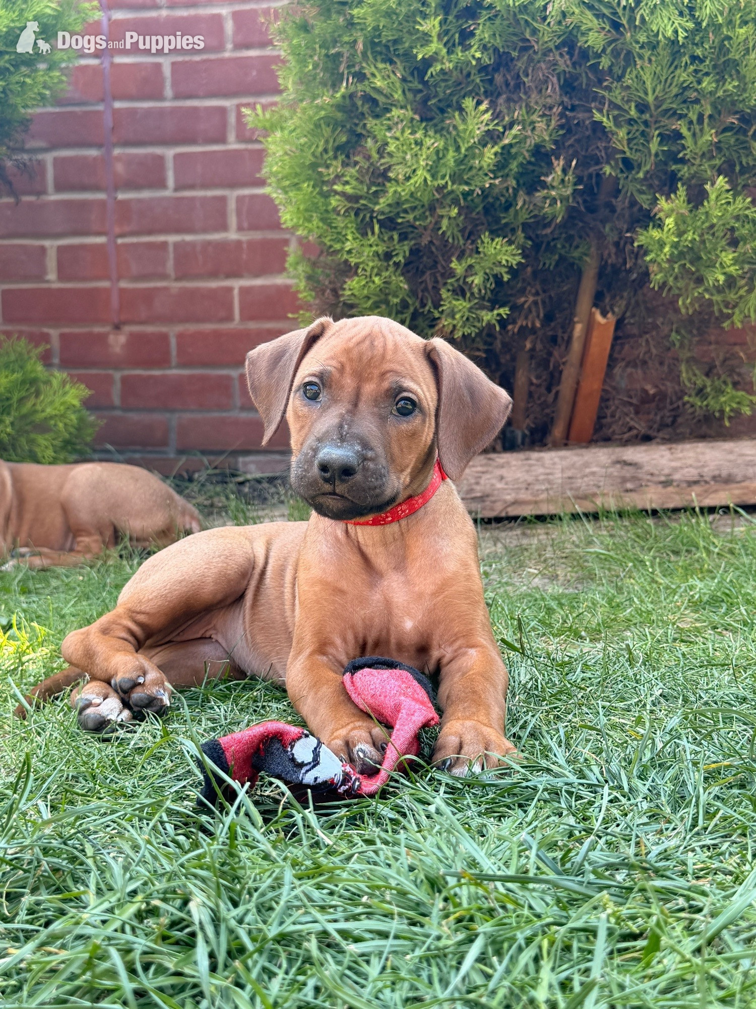 Rhodesian Ridgeback Puppies – Final 2 Available  in {LOCATION}