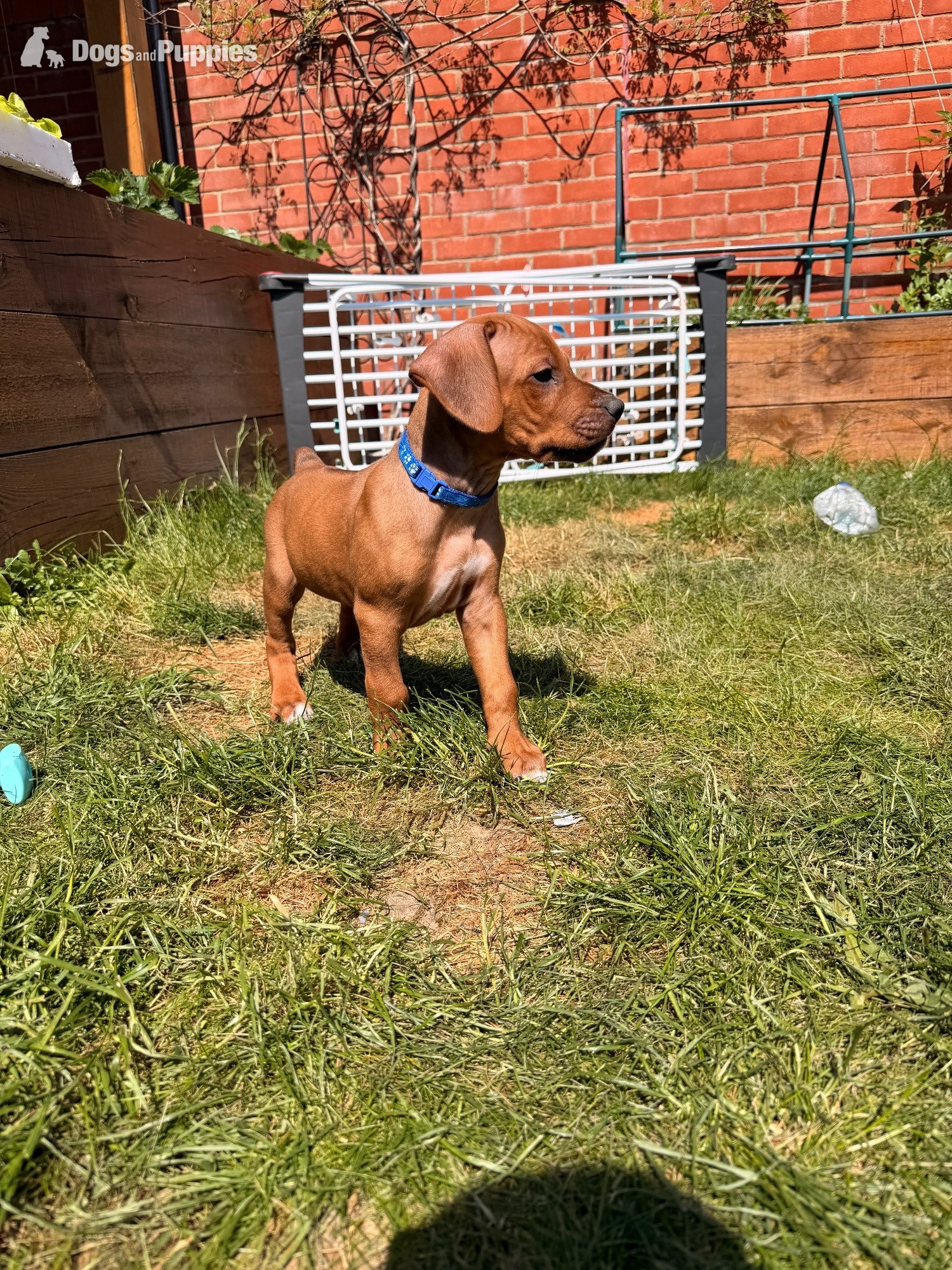Rhodesian Ridgeback
