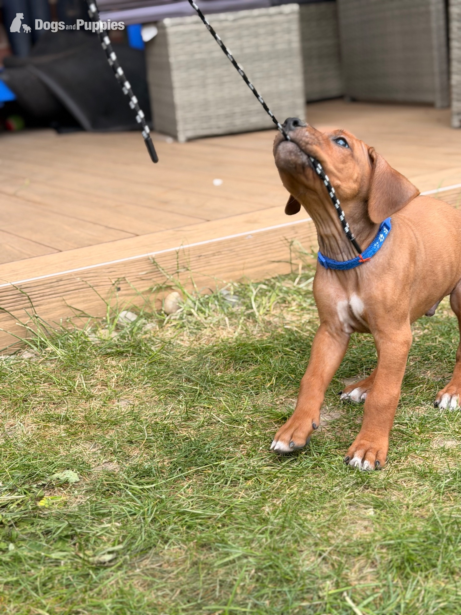 Rhodesian Ridgeback Puppies