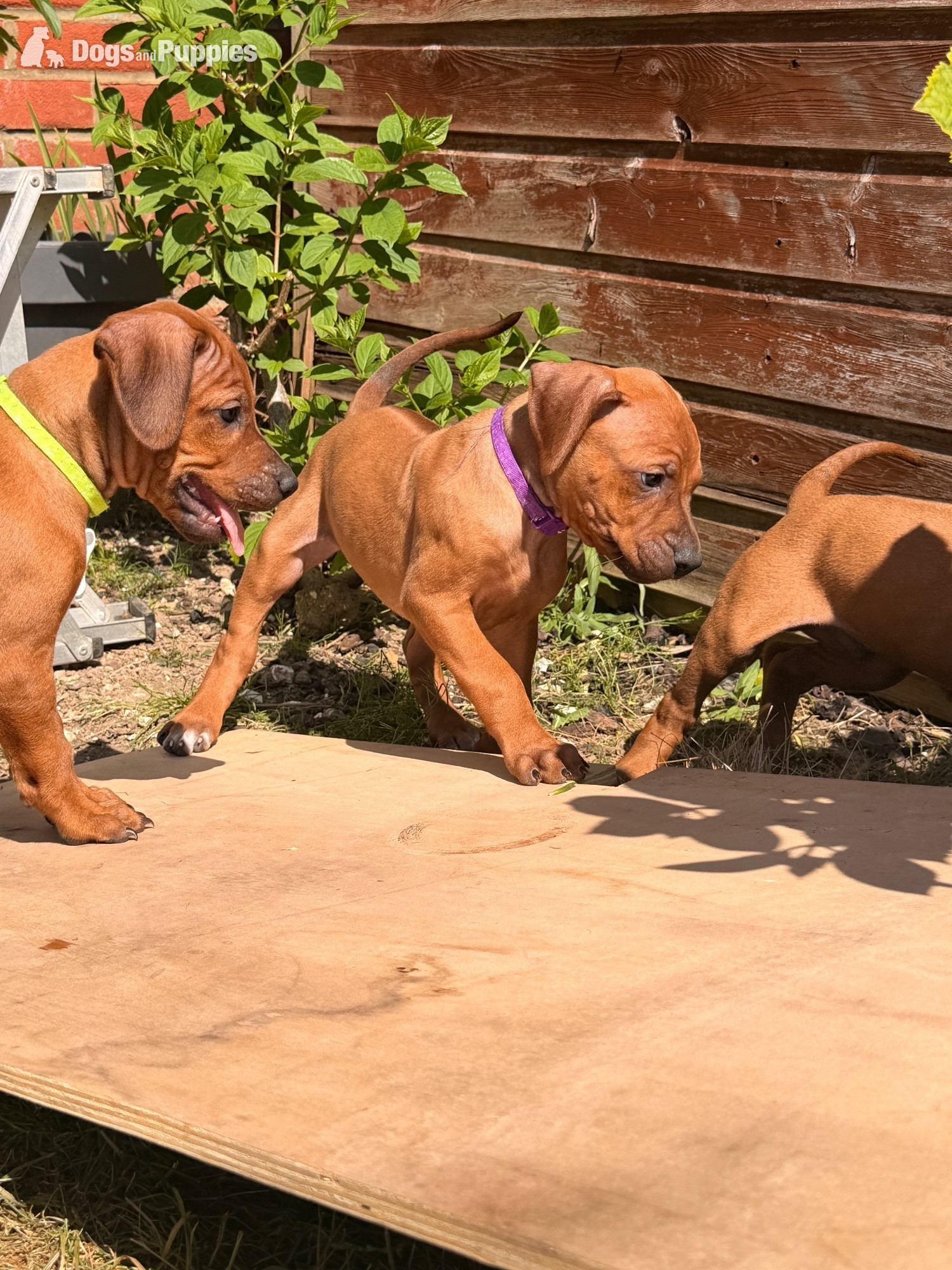Rhodesian Ridgeback - Rhodesian Ridgeback Puppies – Final 2 Available 