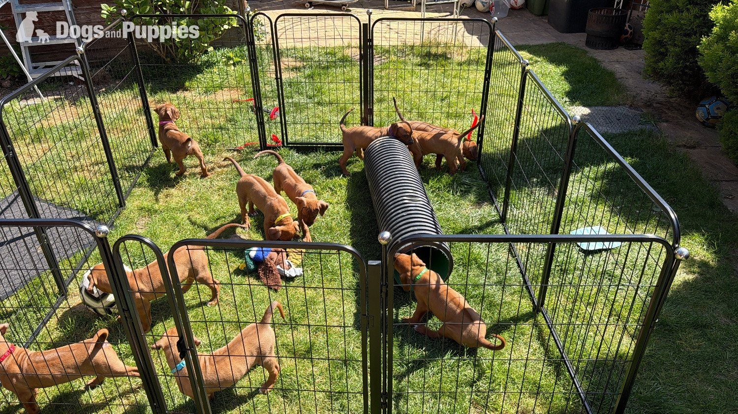 Rhodesian Ridgeback Puppies – Final 2 Available  - Rhodesian Ridgeback