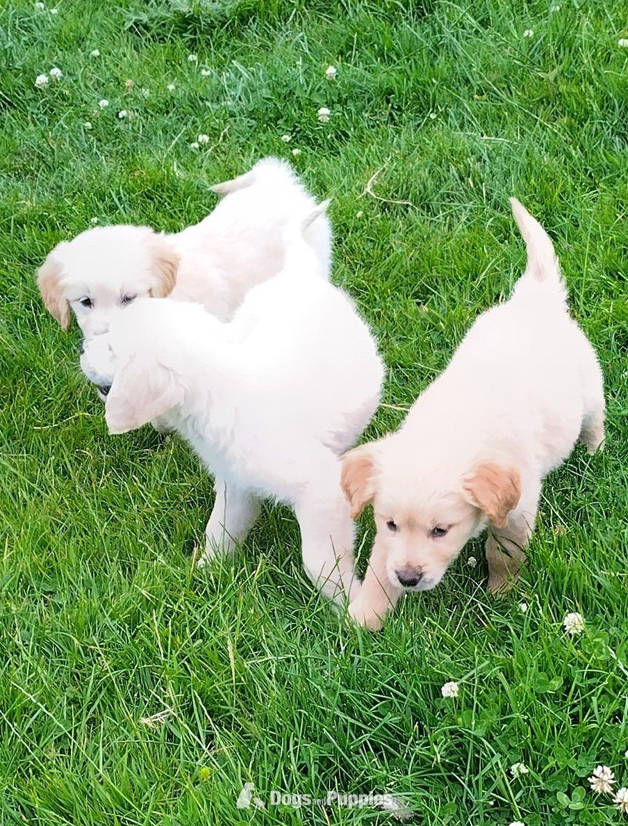 Golden Retriever puppies,vet checked and first vaccination ready  in {LOCATION}