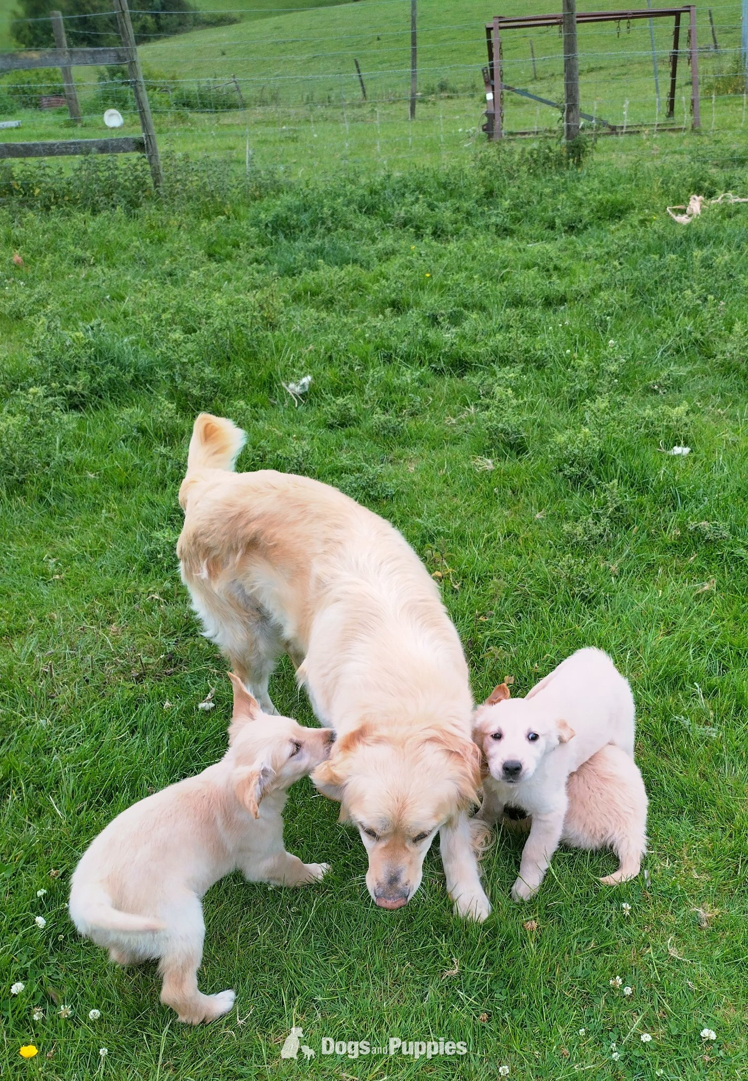 Golden Retriever