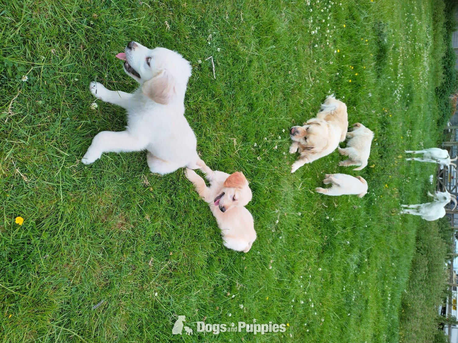 Golden Retriever Puppies