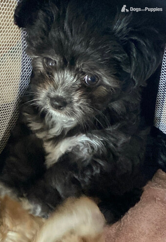 Beautiful Blue and white Maltese x chihuahua.