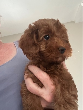 F1b Cavapoos  health tested 