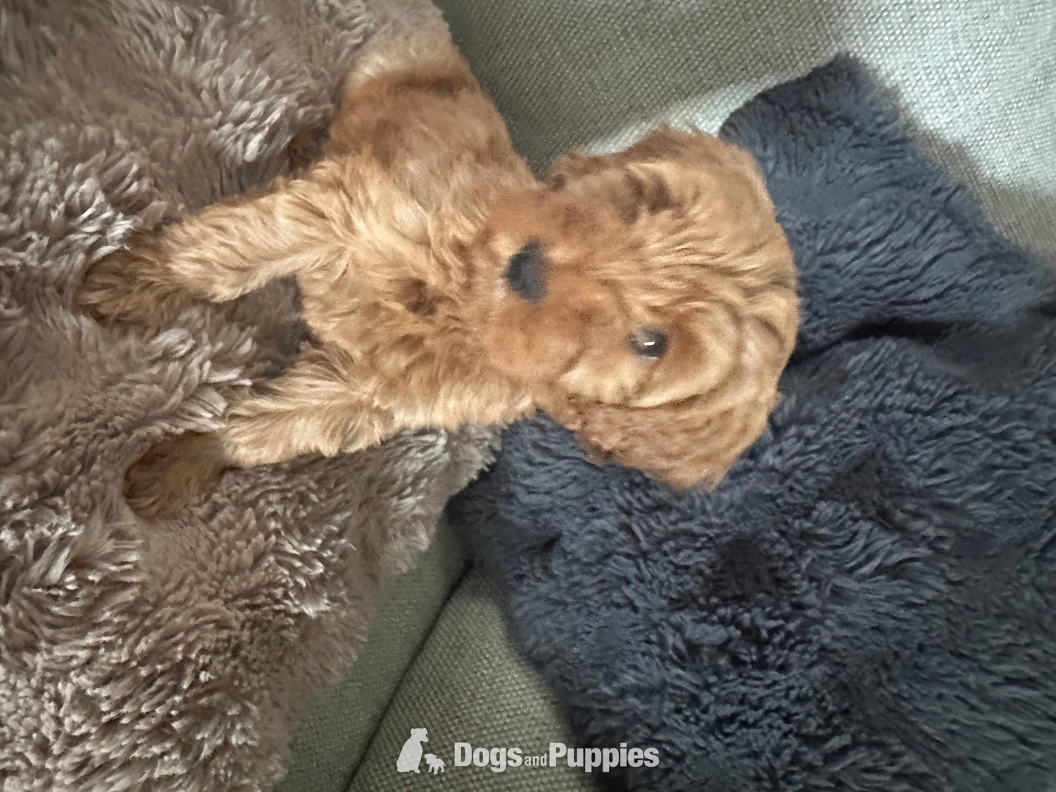 F1b Cavapoos  health tested  in {LOCATION}
