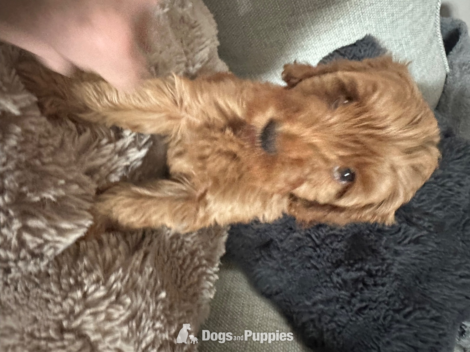 Cavapoo