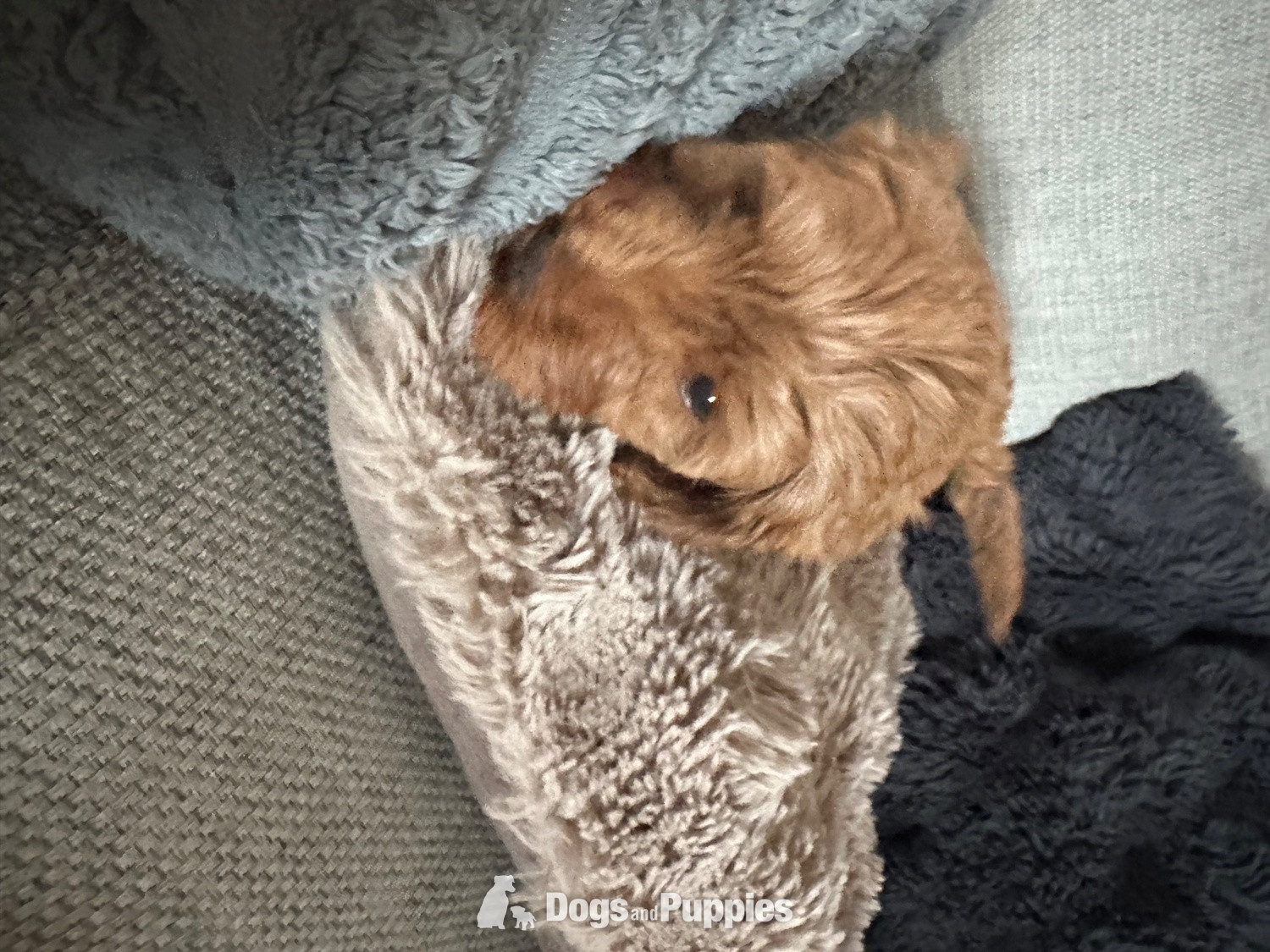 Cavapoo Puppies