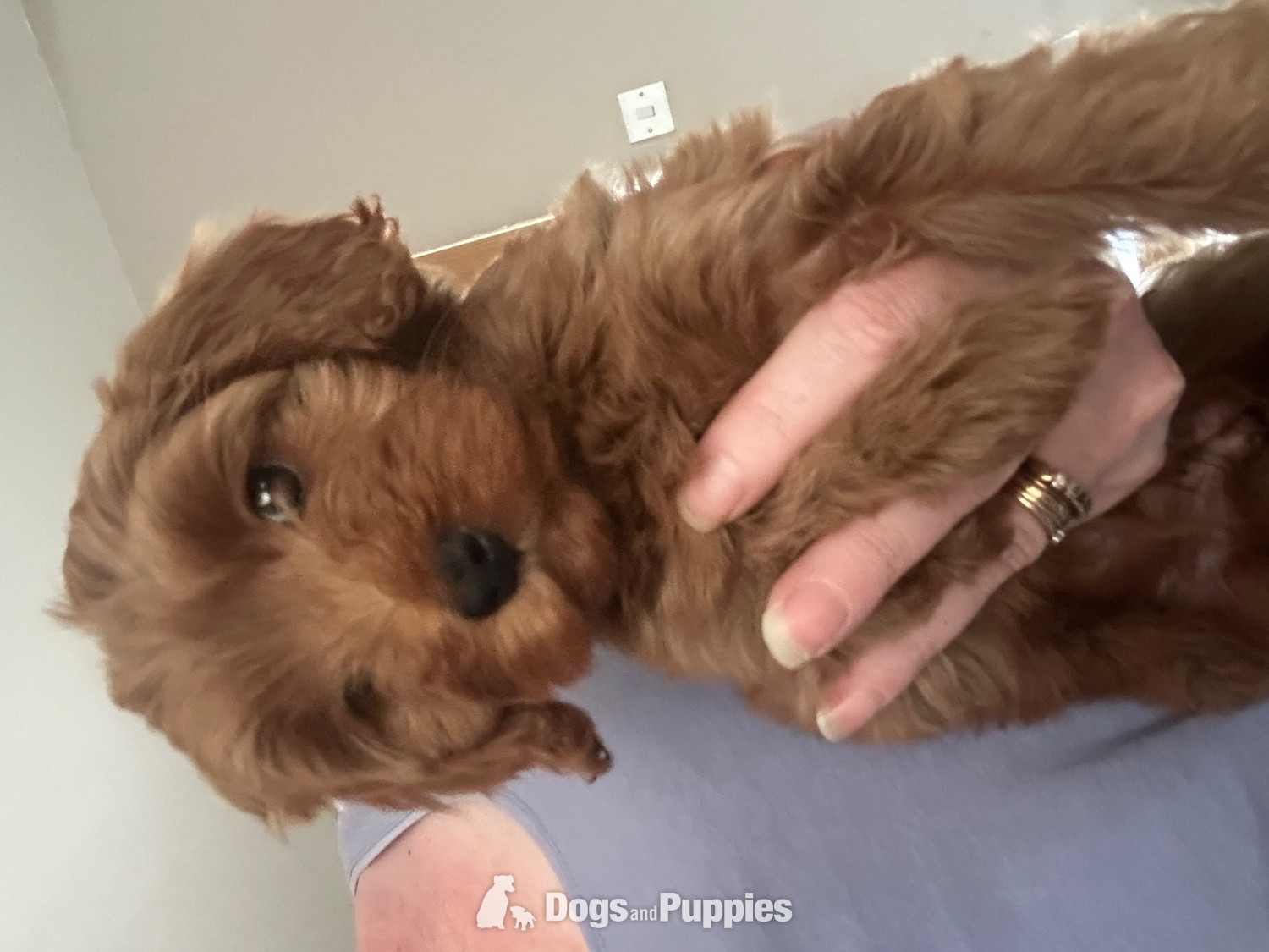 Cavapoo - F1b Cavapoos  health tested 