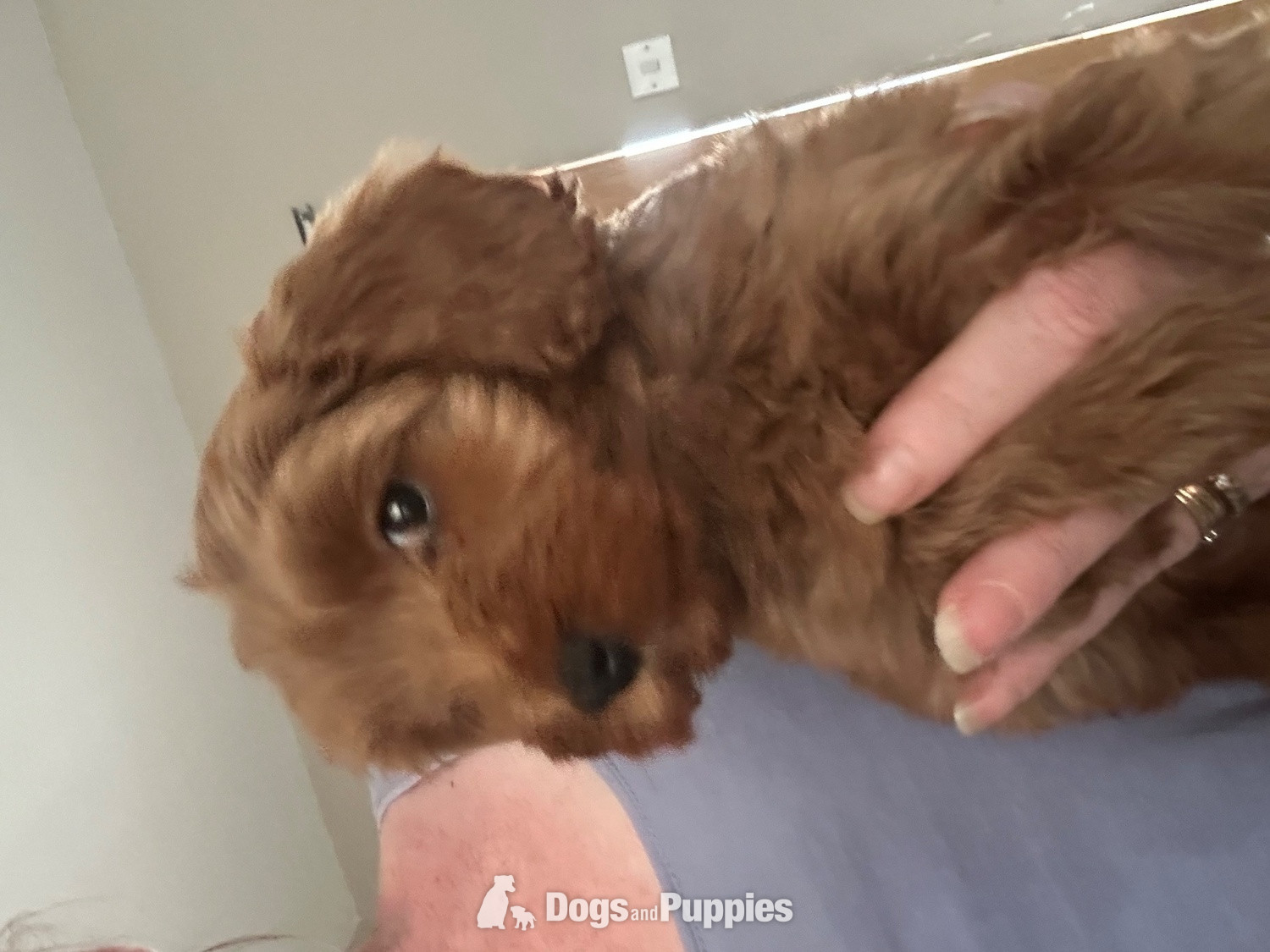 F1b Cavapoos  health tested  - Cavapoo