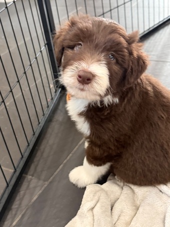 Beautiful Bearded Collie Puppies 