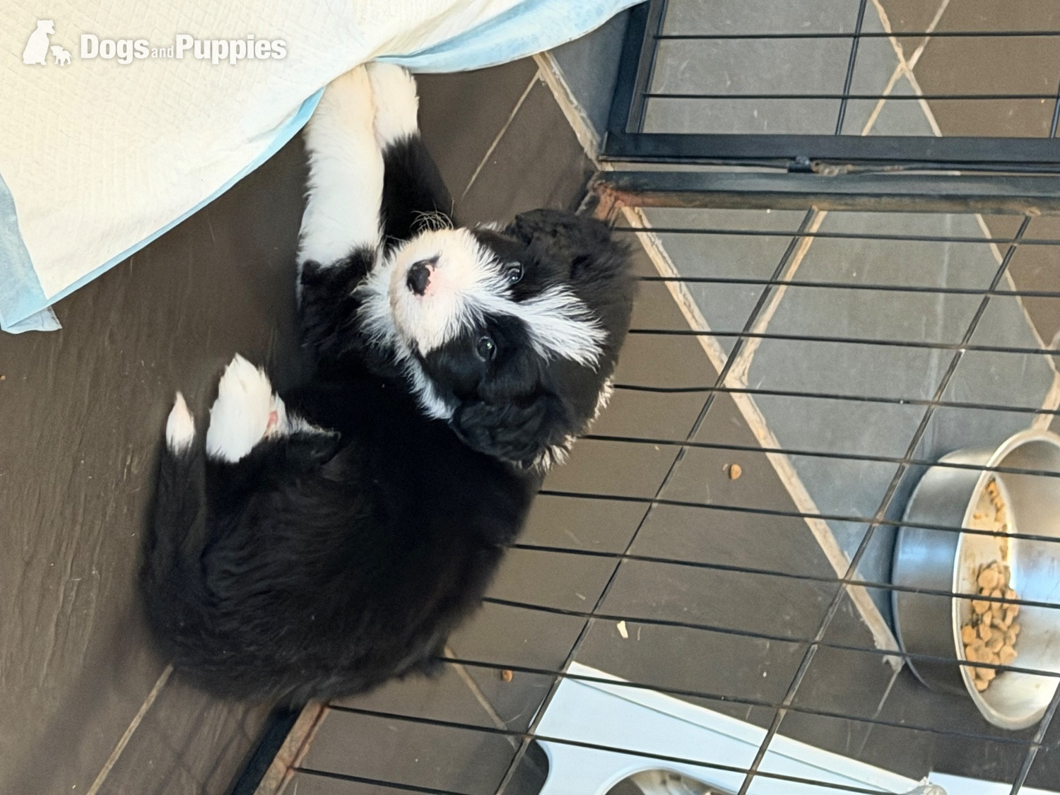 Bearded Collie
