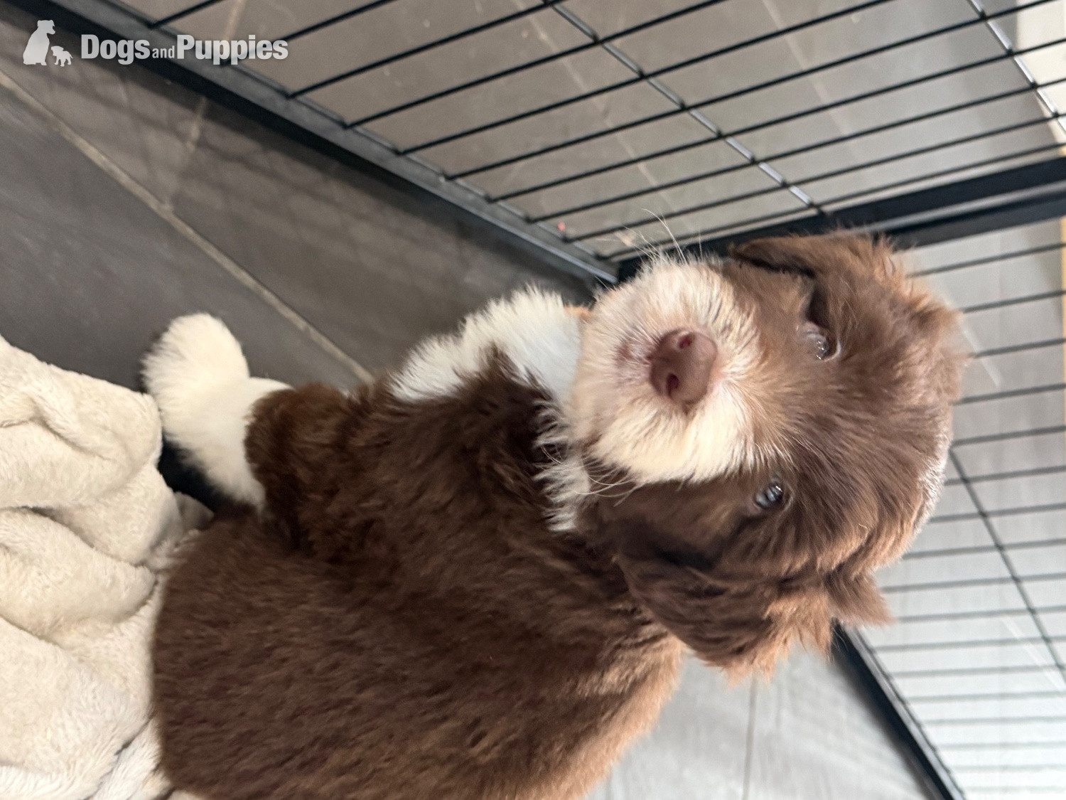 Bearded Collie Puppies