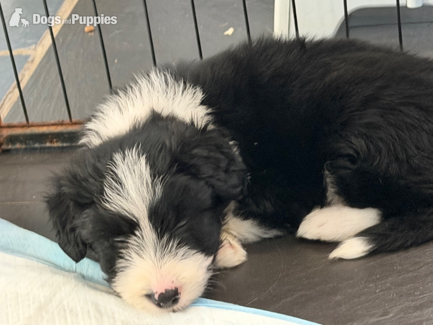 Bearded Collie - Beautiful Bearded Collie Puppies 