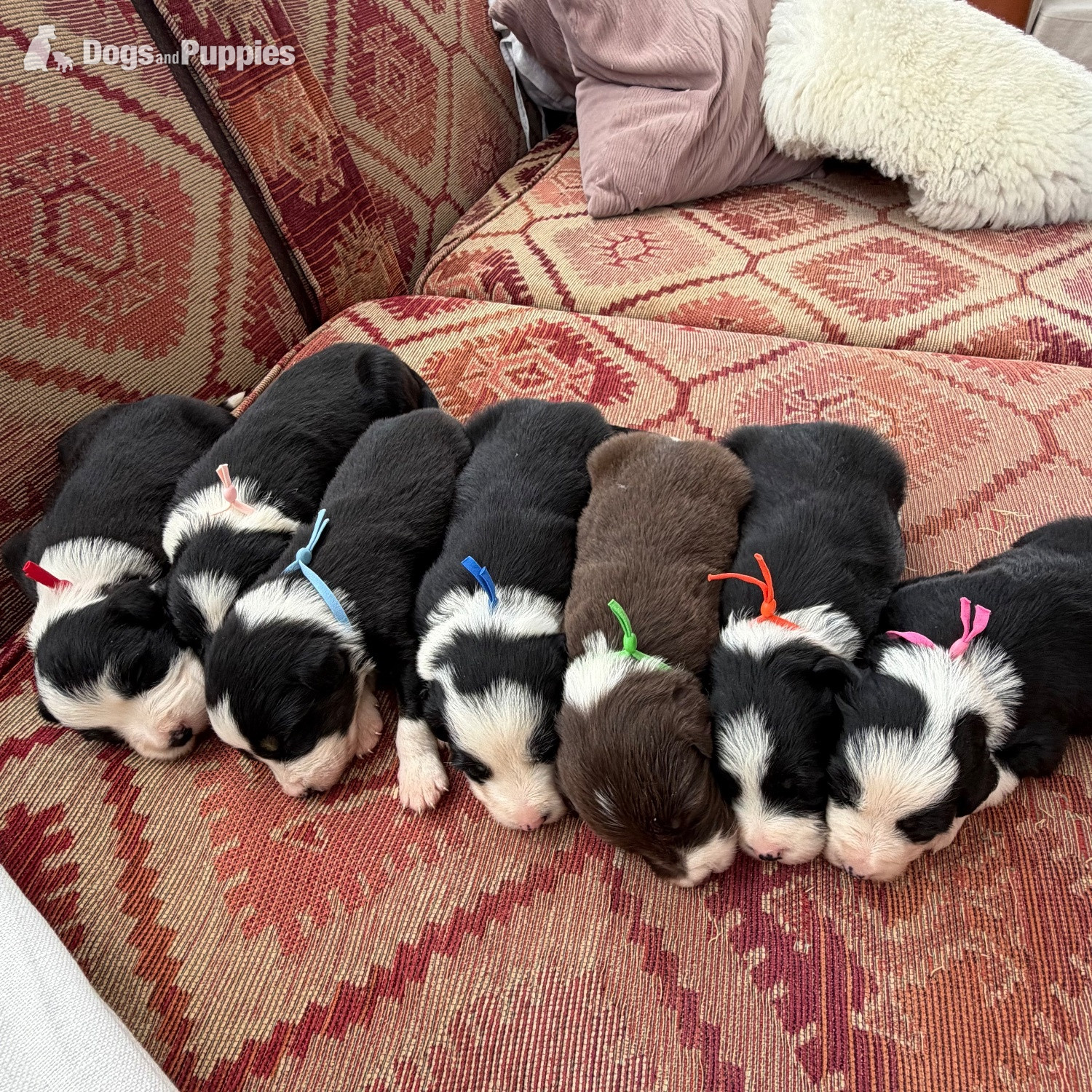 Beautiful Bearded Collie Puppies  - Bearded Collie