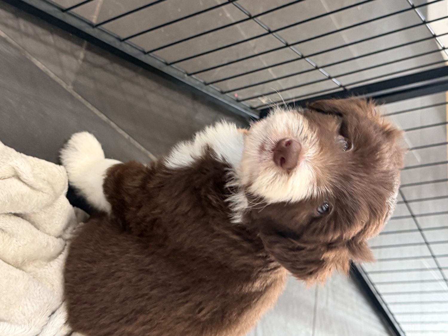 Bearded Collie Puppies