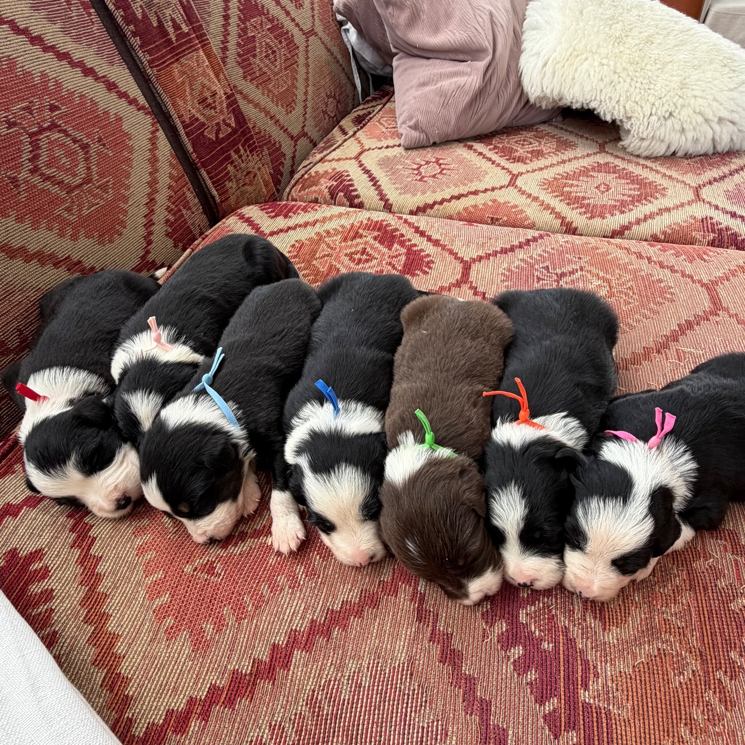 Beautiful Bearded Collie Puppies  - Bearded Collie