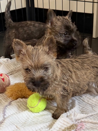 Beautiful K.C Reg Cairn Terrier Puppies 