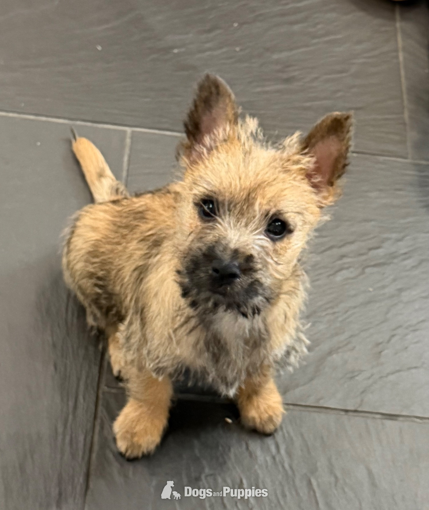 Cairn Terrier