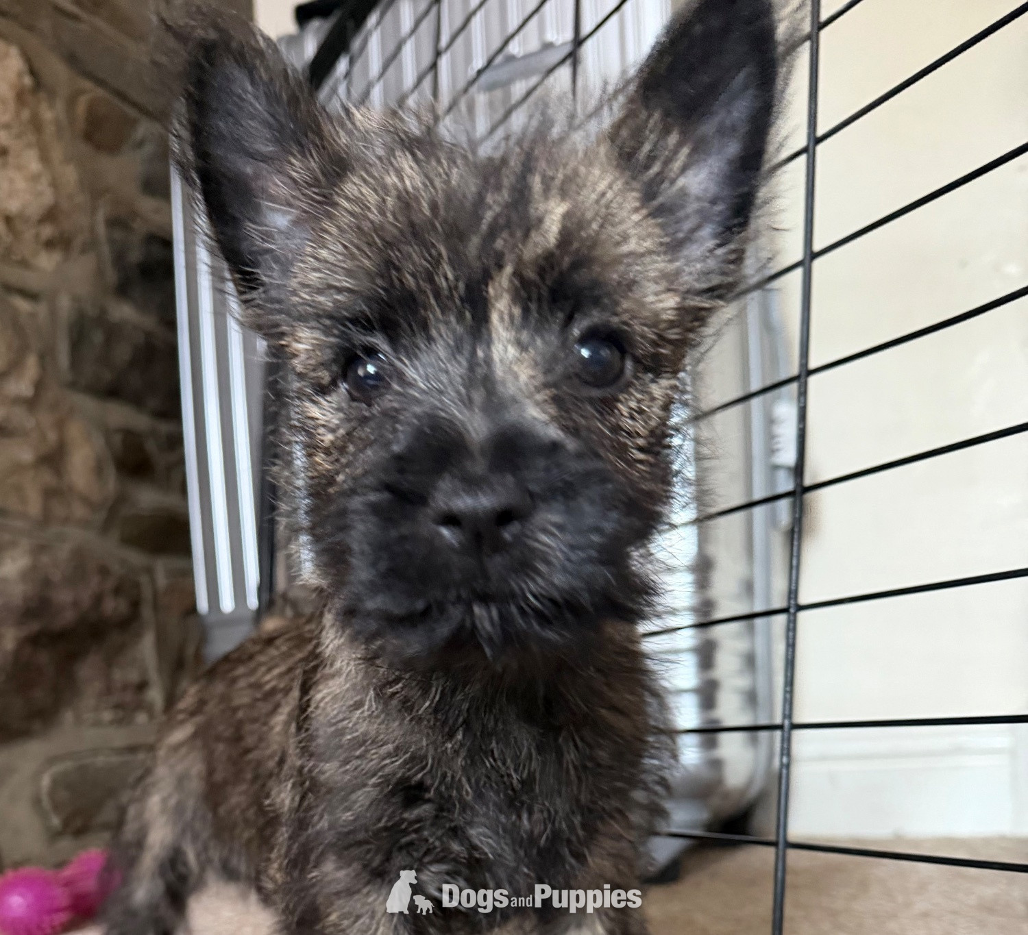 Cairn Terrier Puppies