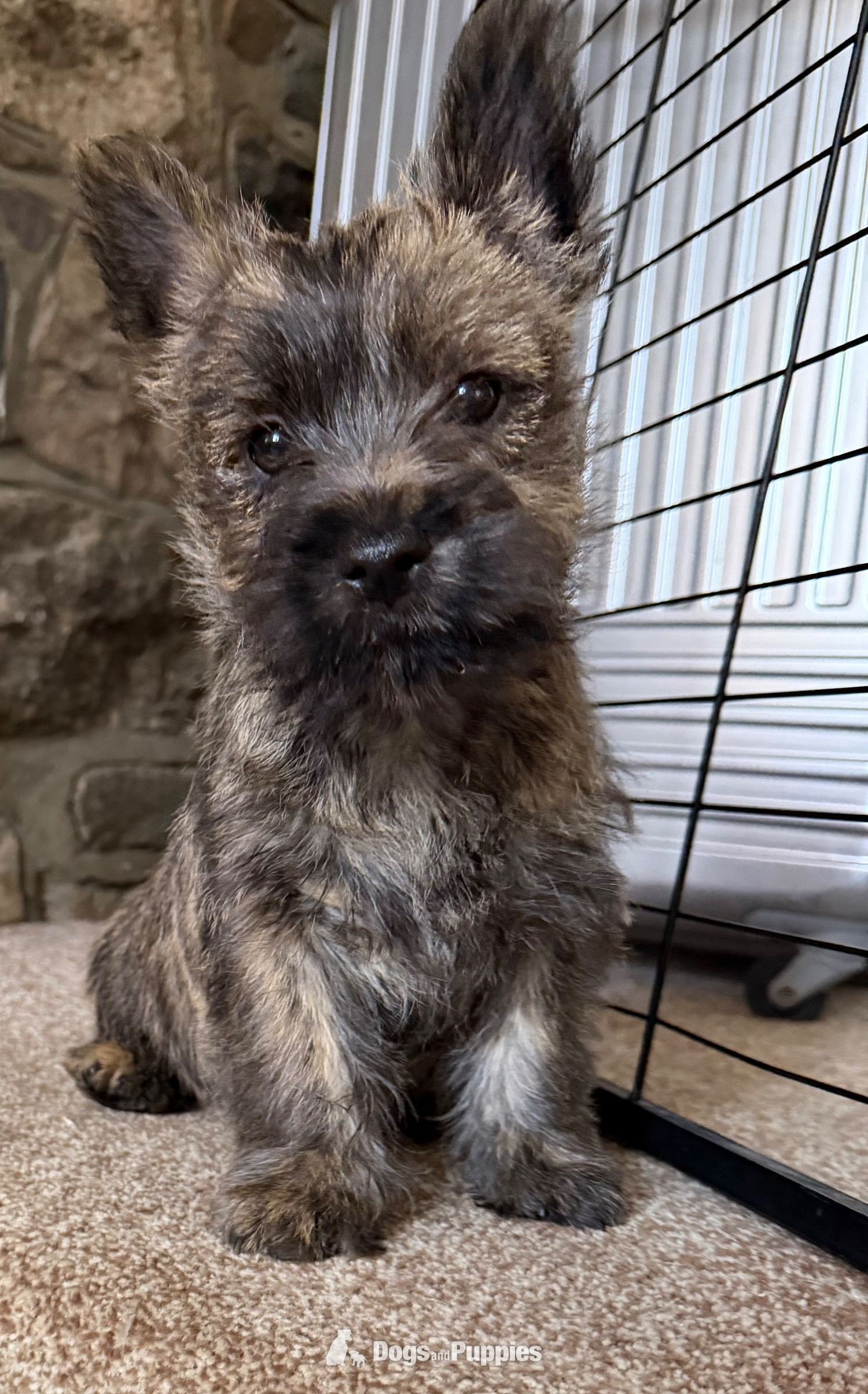 Cairn Terrier - Beautiful K.C Reg Cairn Terrier Puppies 