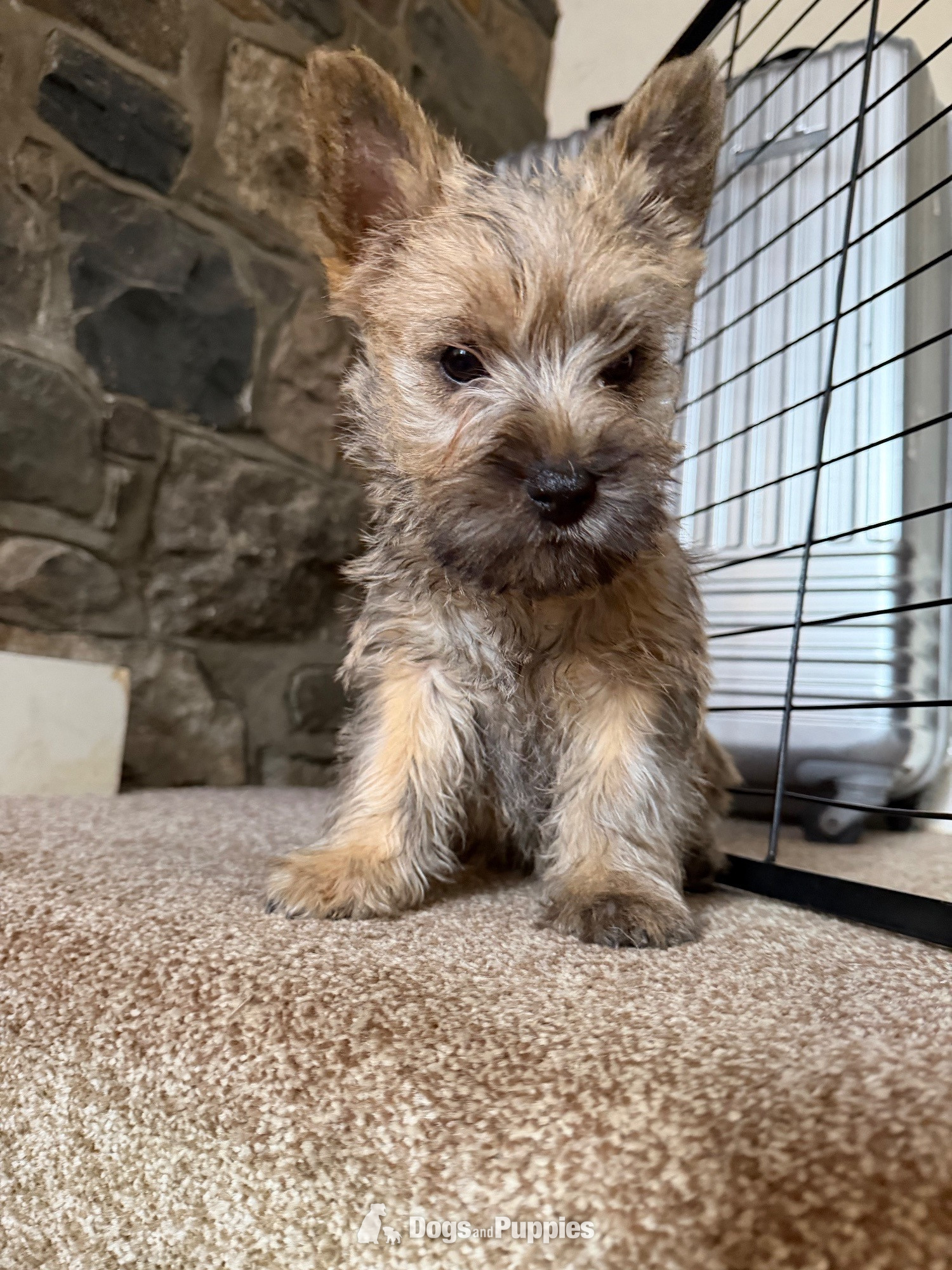 Beautiful K.C Reg Cairn Terrier Puppies  - Cairn Terrier