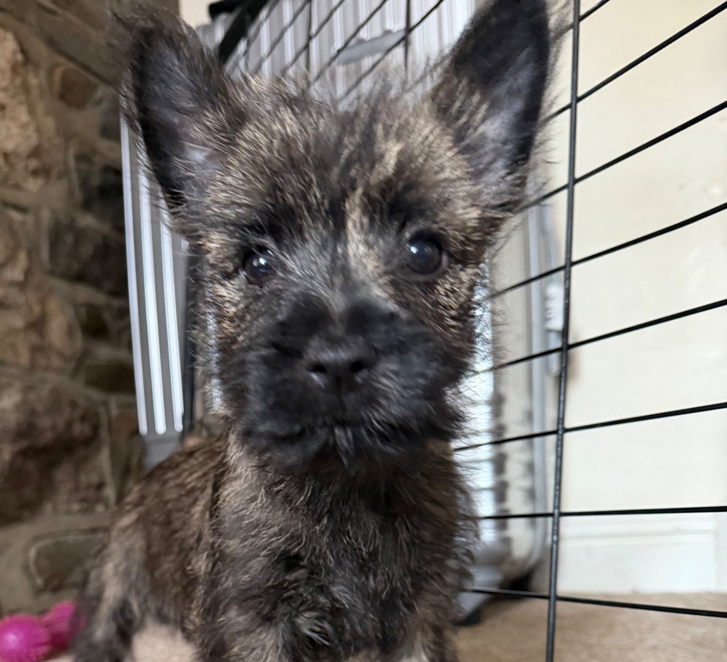 Cairn Terrier Puppies