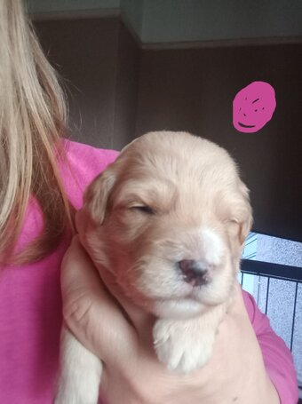 Cockapoo with jack Russell Puppies 