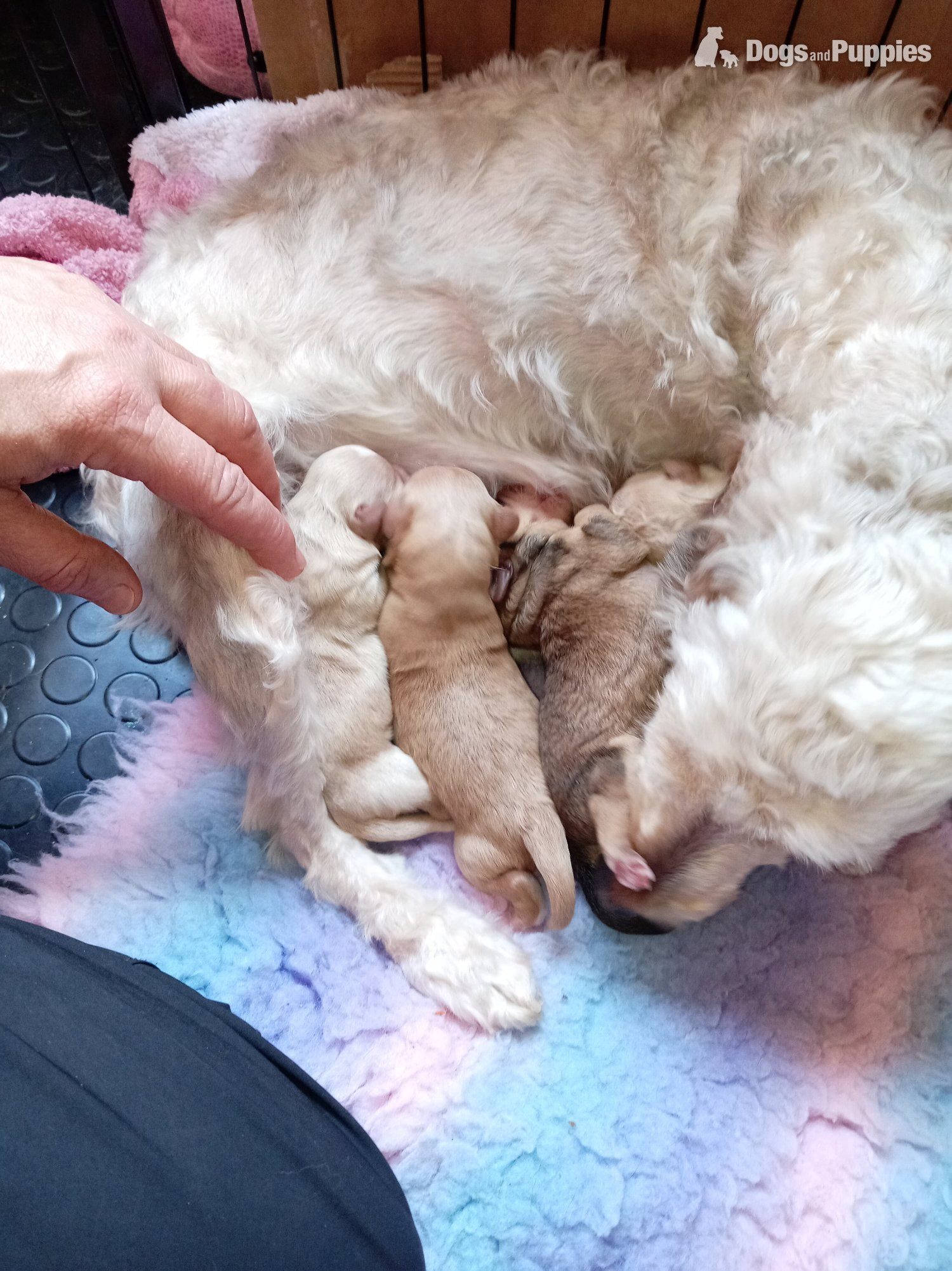 RCockapoo x jack Russell Puppies  - Cockapoo