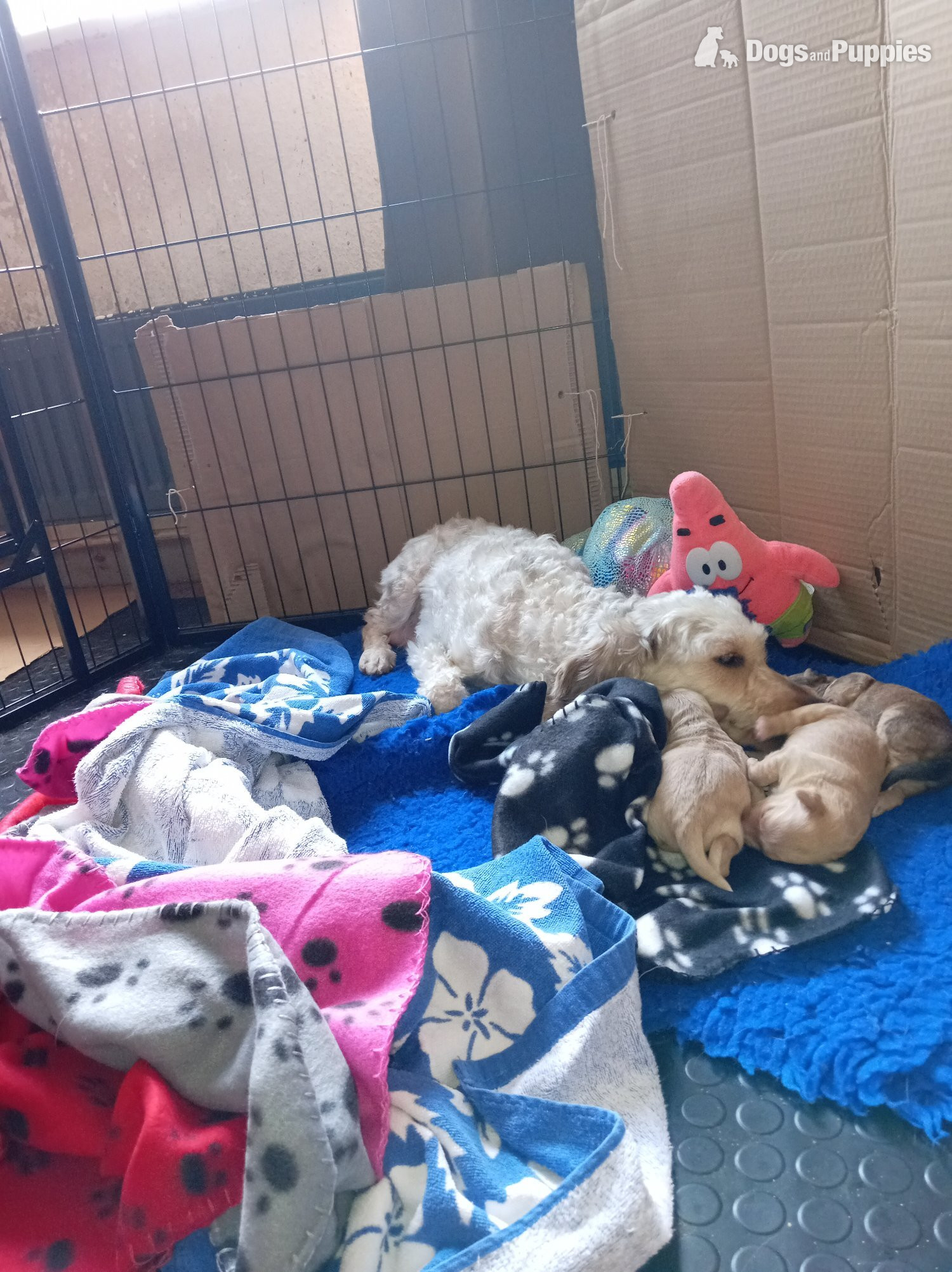 Cockapoo - RCockapoo x jack Russell Puppies 