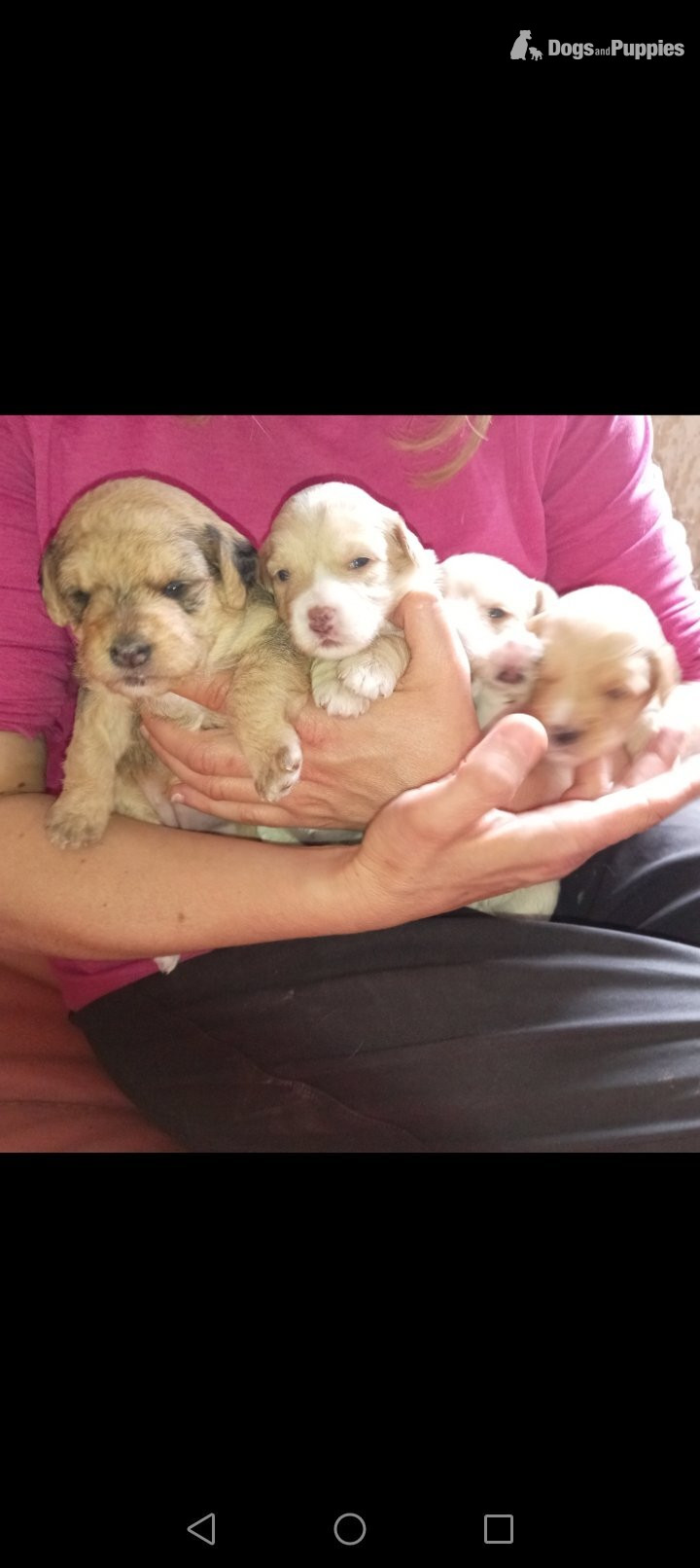 Cockapoo x jack Russell Puppies  - Cockapoo