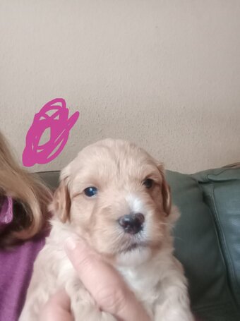 Cockapoo x jack Russell Puppies 