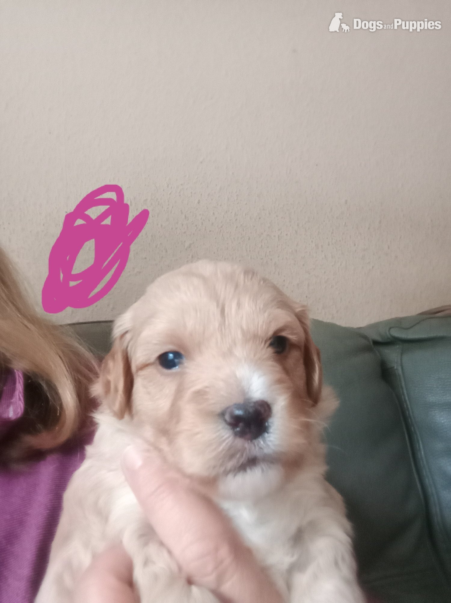 Cockapoo x jack Russell Puppies  in {LOCATION}