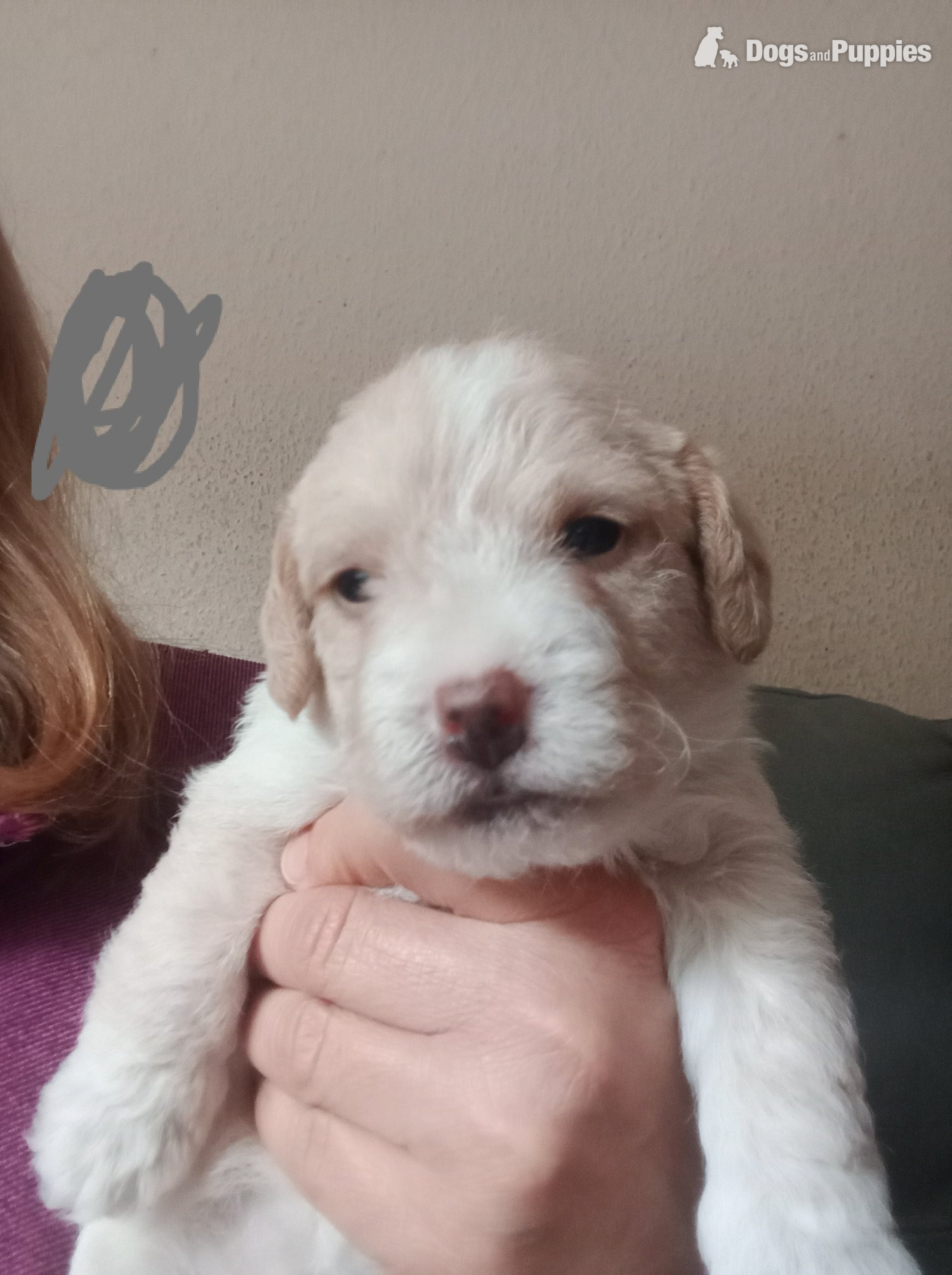 Cockapoo