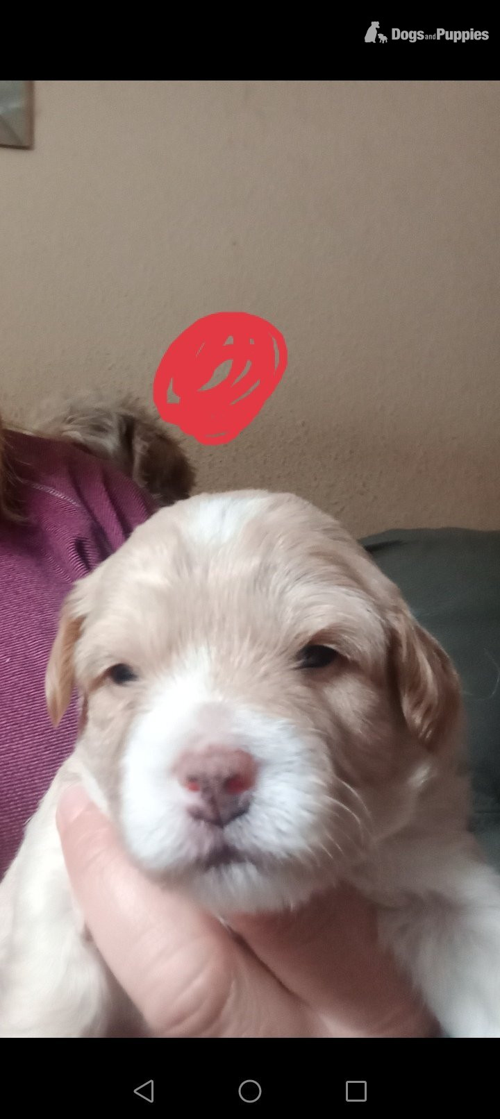 Cockapoo Puppies