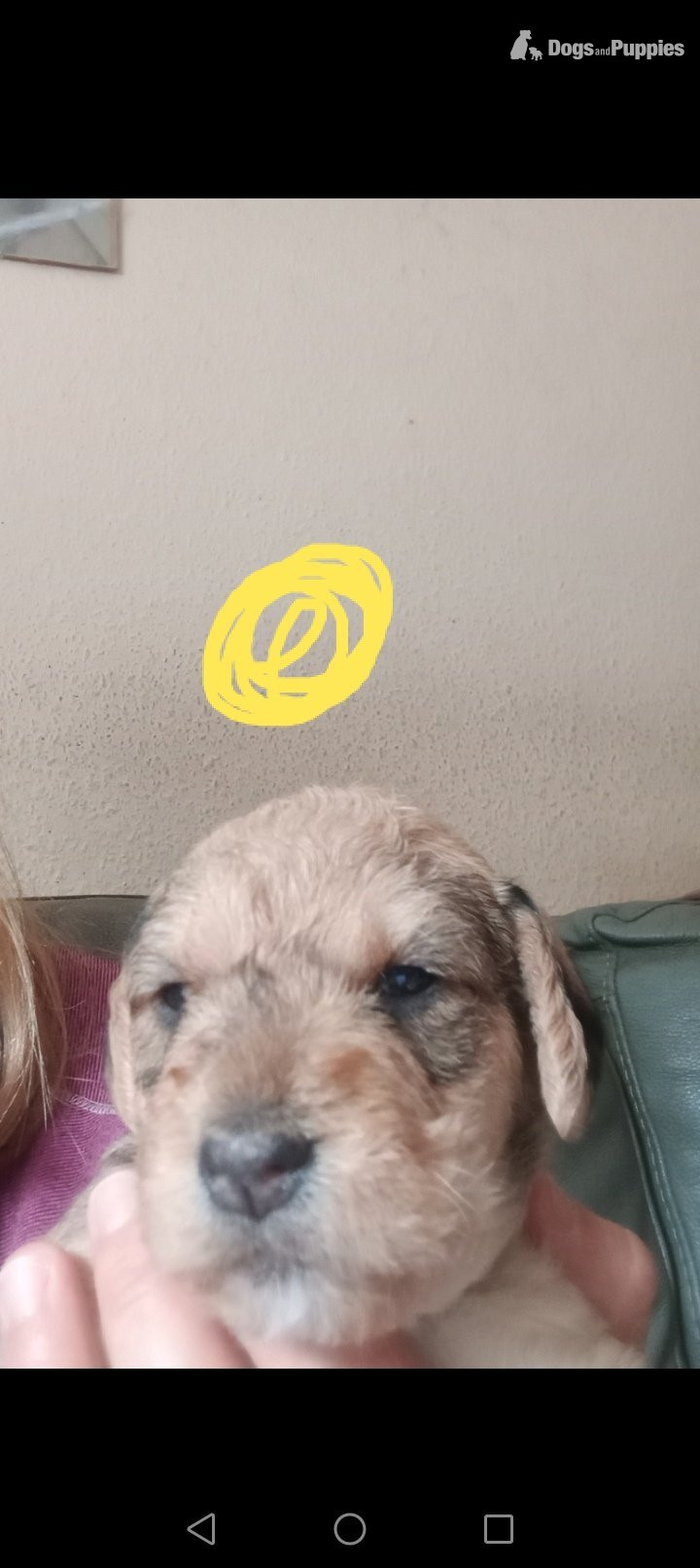 Cockapoo - Cockapoo x jack Russell Puppies 