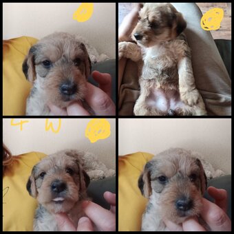 RCockapoo x jack Russell Puppies 