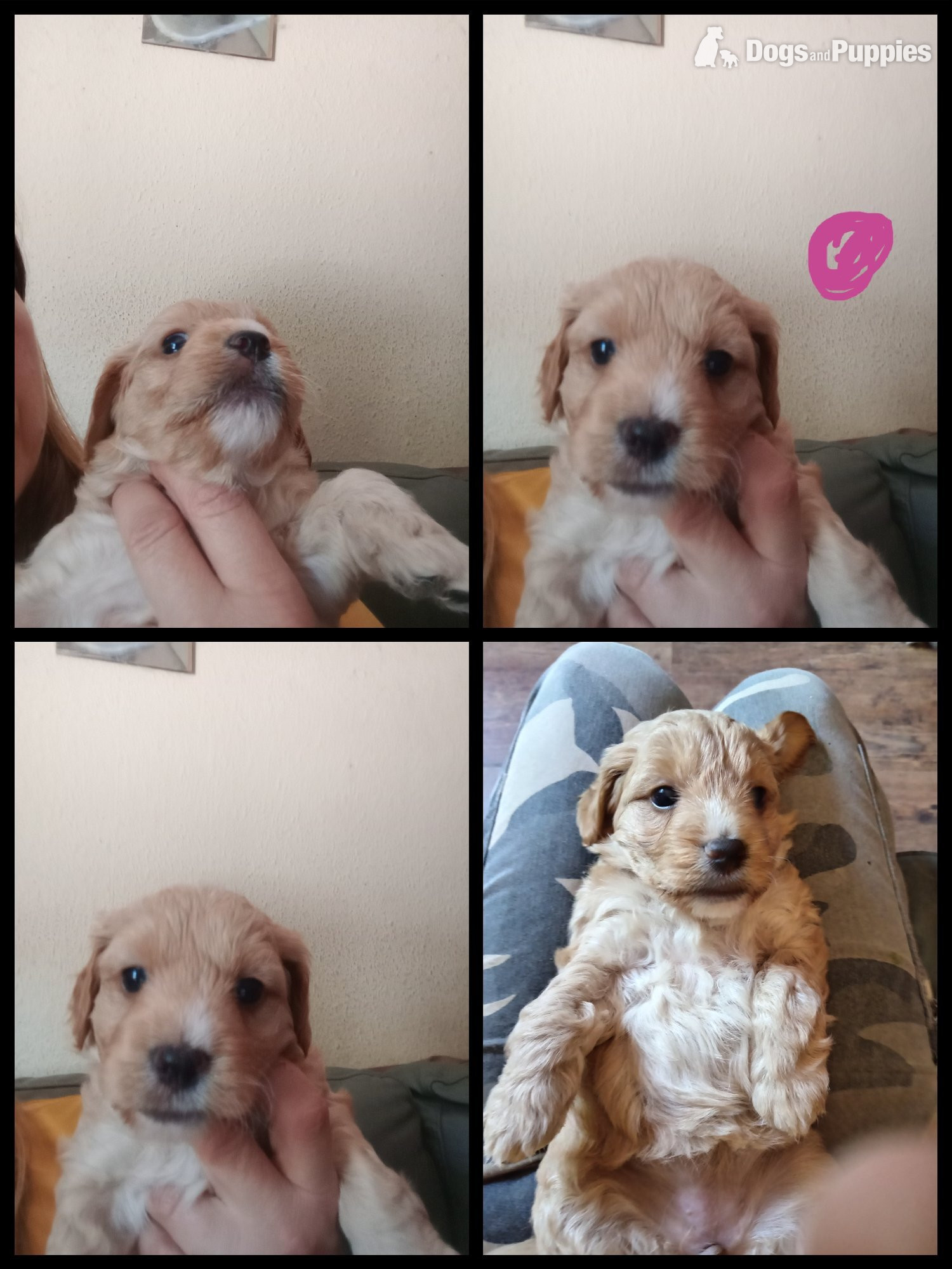 Cockapoo