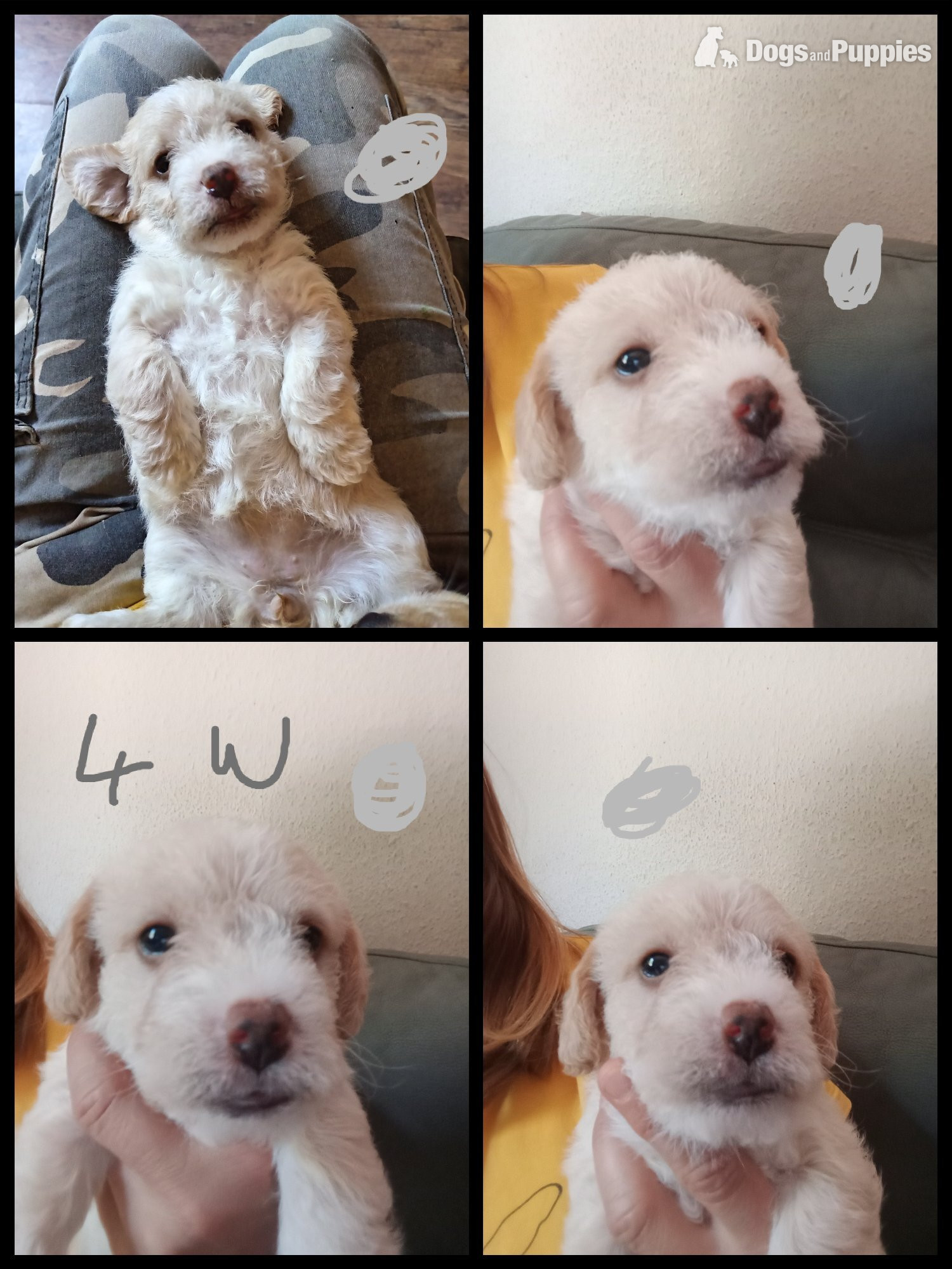 Cockapoo Puppies