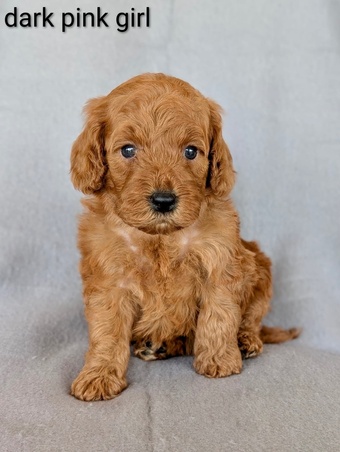 Gorgeous F1b Cockapoo puppies