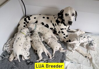  KC Show Quality Rare LUA Dalmatian Puppies