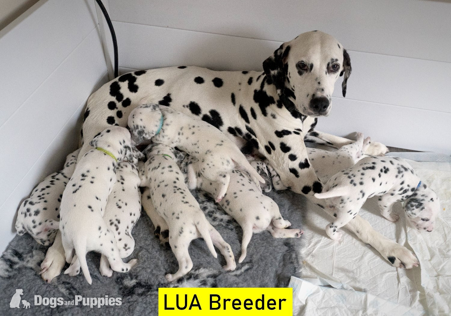  KC Show Quality Rare LUA Dalmatian Puppies in {LOCATION}